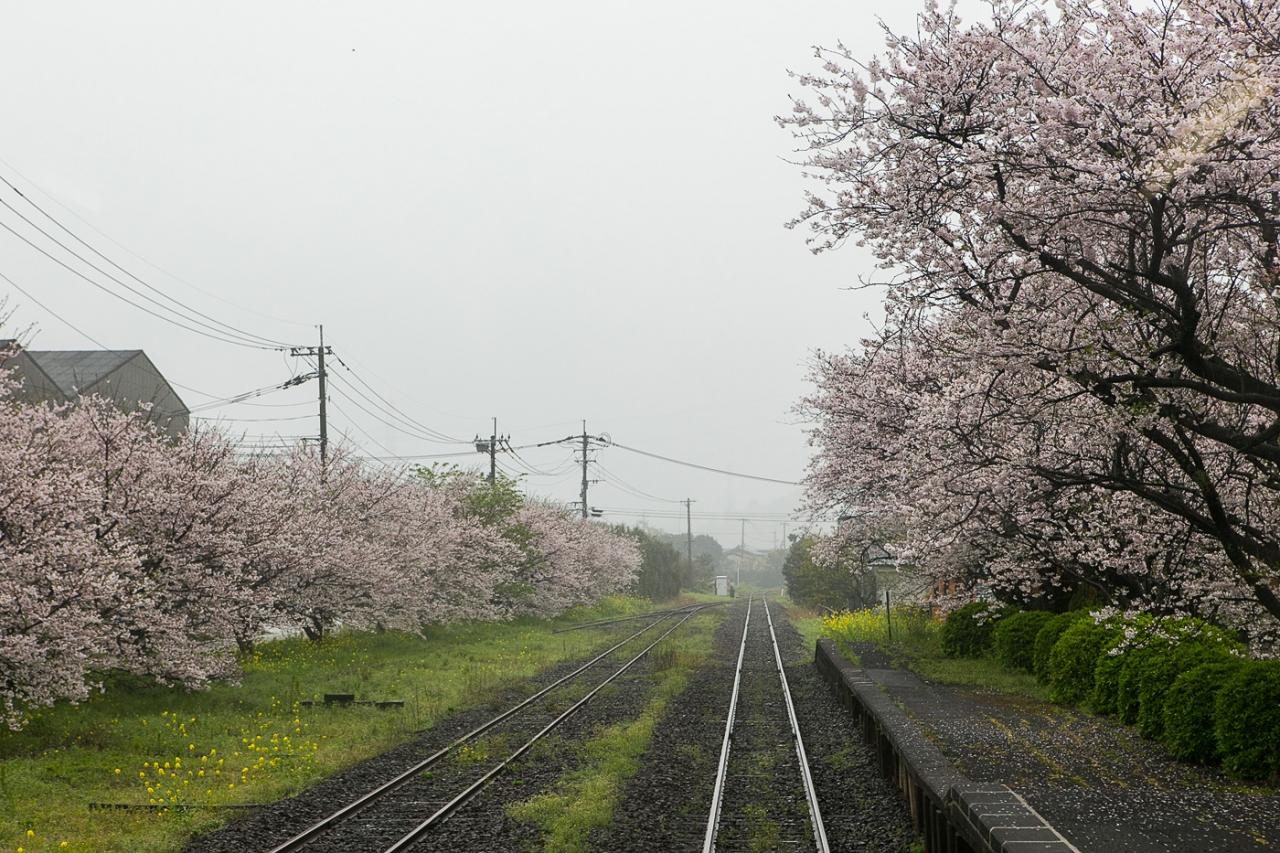 浦ノ崎駅のベンチで花見する 伊万里 佐賀県 の旅行記 ブログ By くわさん フォートラベル