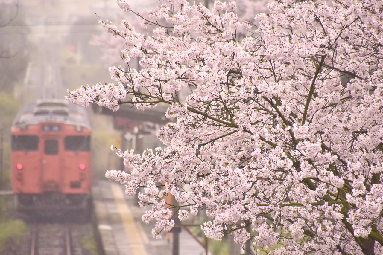 満開な桜が咲き広がる芸備線沿線の古き良き桜の風景を探しに訪れてみた 三次 広島県 の旅行記 ブログ By 裏山秀人さん フォートラベル