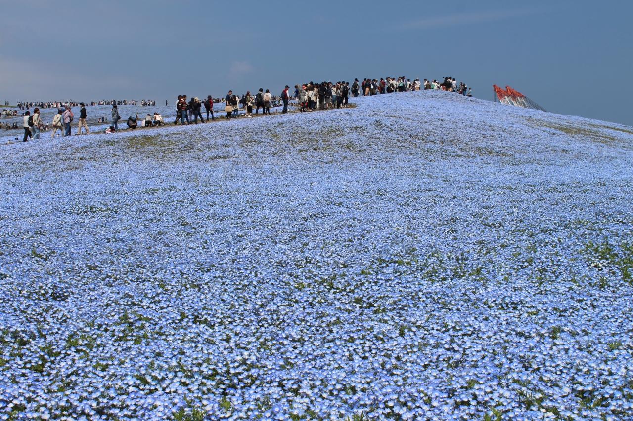 16年4月 初めていった 国営ひたち海浜公園 は色鮮やかな花の世界でした ひたちなか 茨城県 の旅行記 ブログ By Tsuneさん フォートラベル