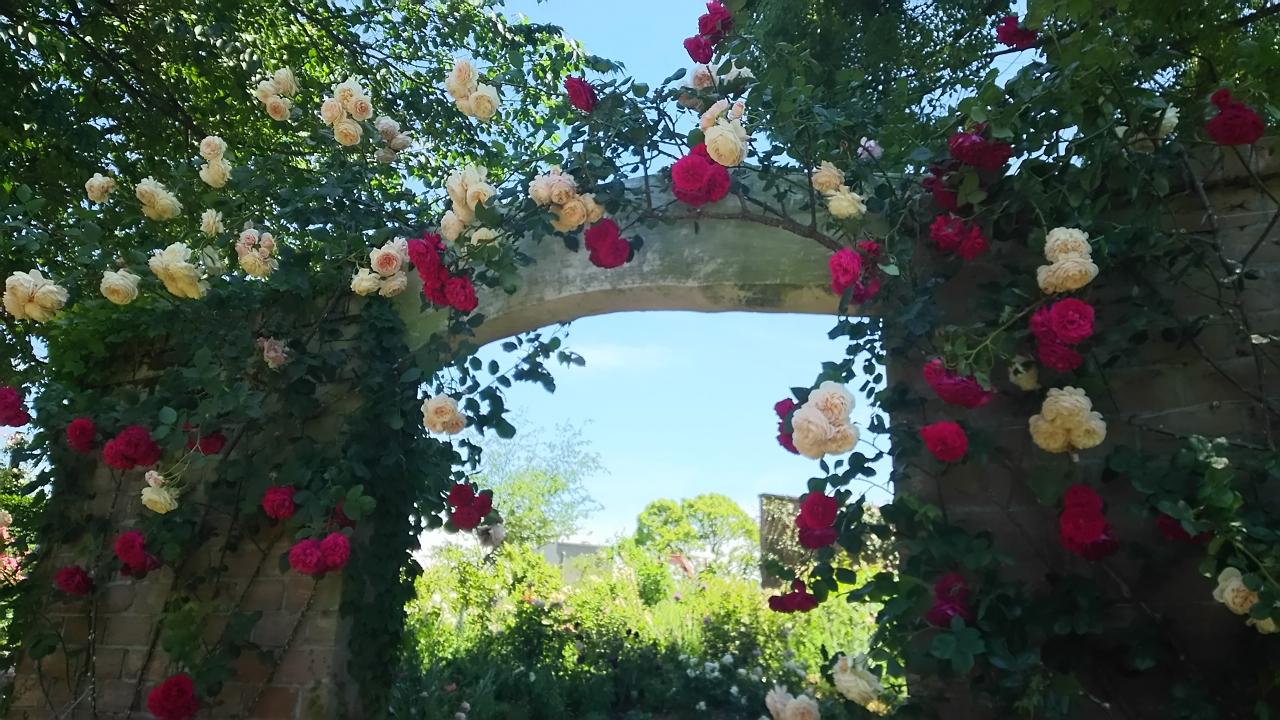 やっぱり薔薇はきれい 熱海の アカオハーブ ローズガーデン が見頃です 熱海 静岡県 の旅行記 ブログ By ちょんたさん フォートラベル