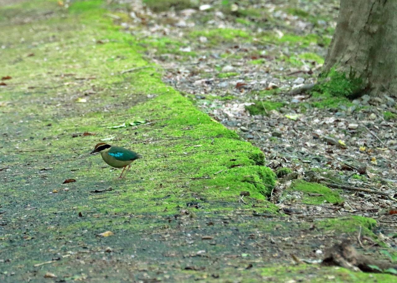 野鳥撮影記録 ２０１７年６月 その７ 関西方面へ 滋賀県の旅行記 ブログ By 展望車さん フォートラベル