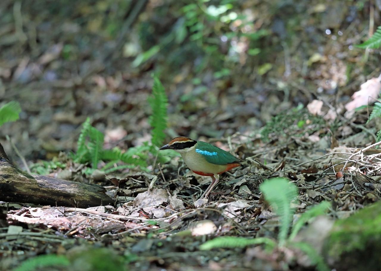 野鳥撮影記録 ２０１７年６月 その７ 関西方面へ 滋賀県の旅行記 ブログ By 展望車さん フォートラベル