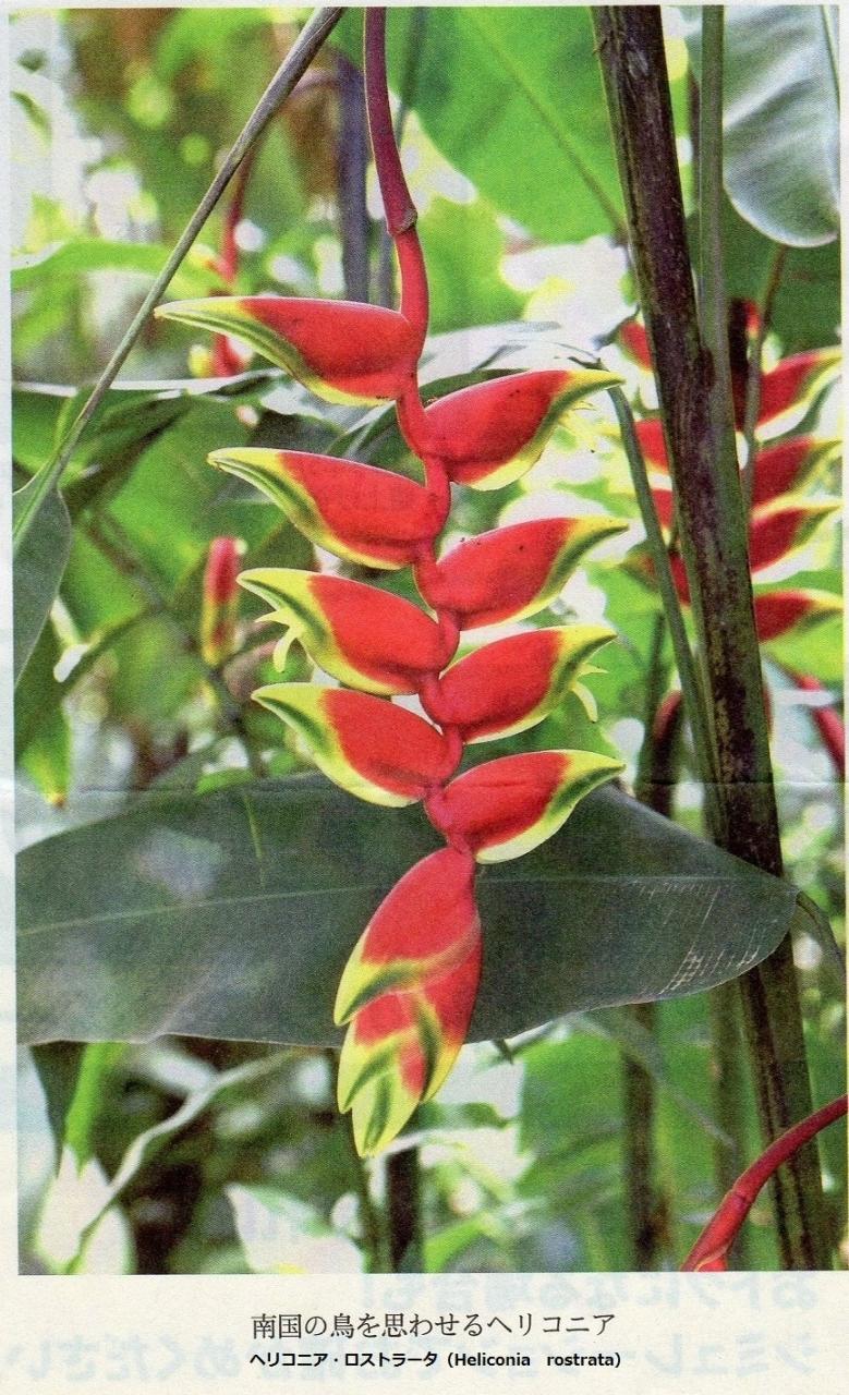 ハワイの休日 の んびり２３日間 余談になりますが 数年前から気になっていたハレクラニのフロント ロビーに咲いていた花の名前が やっと Heliconia Sexypink ヘリコニア セクシーピンク だと判りました 17 ホノルル ハワイ の旅行記 ブログ By