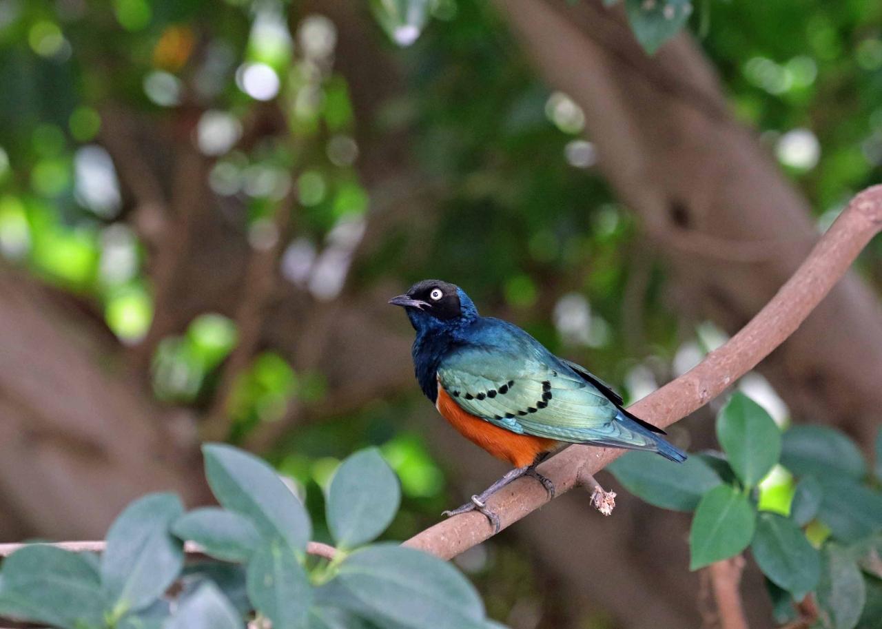 野鳥撮影記録 ２０１７年９月 その２ 三番瀬 千葉県の旅行記 ブログ By 展望車さん フォートラベル