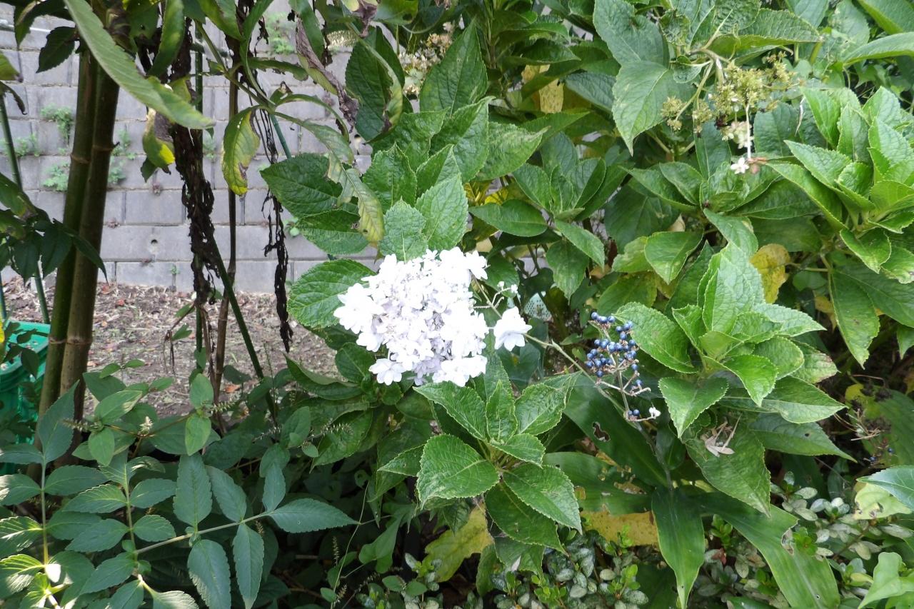 秋に咲く紫陽花 咲き誇る紫陽花 戸塚 いずみ野 港南台 神奈川県 の旅行記 ブログ By ドクターキムルさん フォートラベル