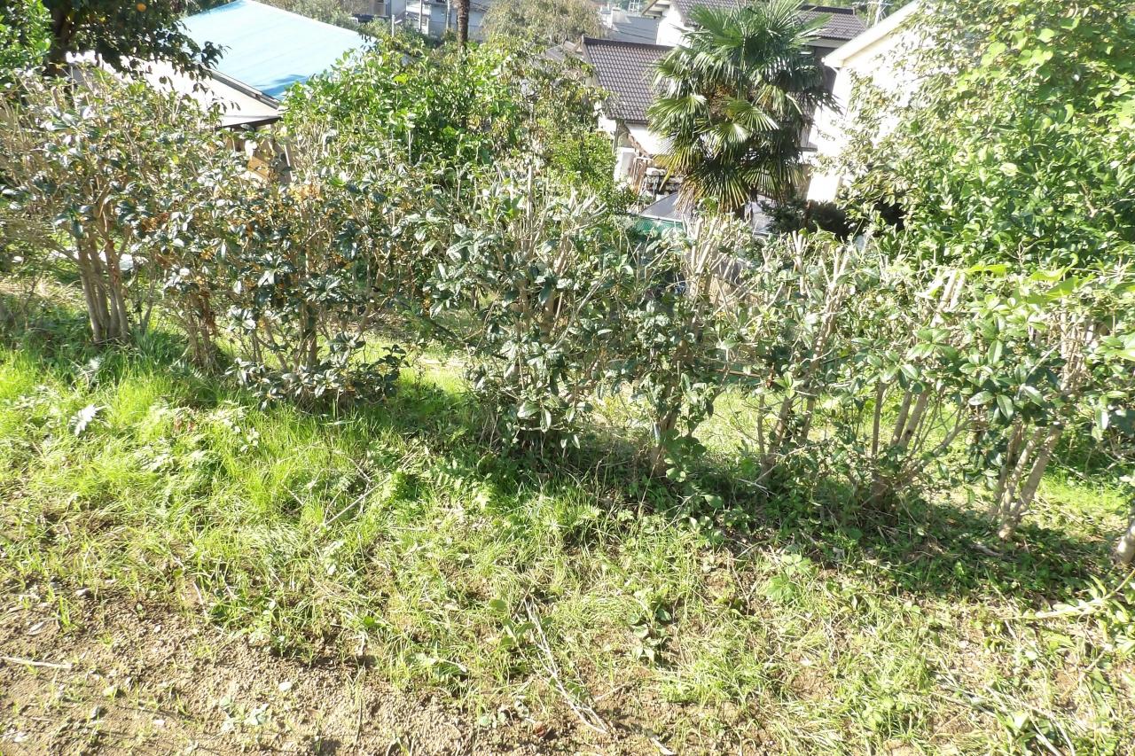 実方塚バス停側の金木犀の並木が生垣に 戸塚 いずみ野 港南台 神奈川県 の旅行記 ブログ By ドクターキムルさん フォートラベル