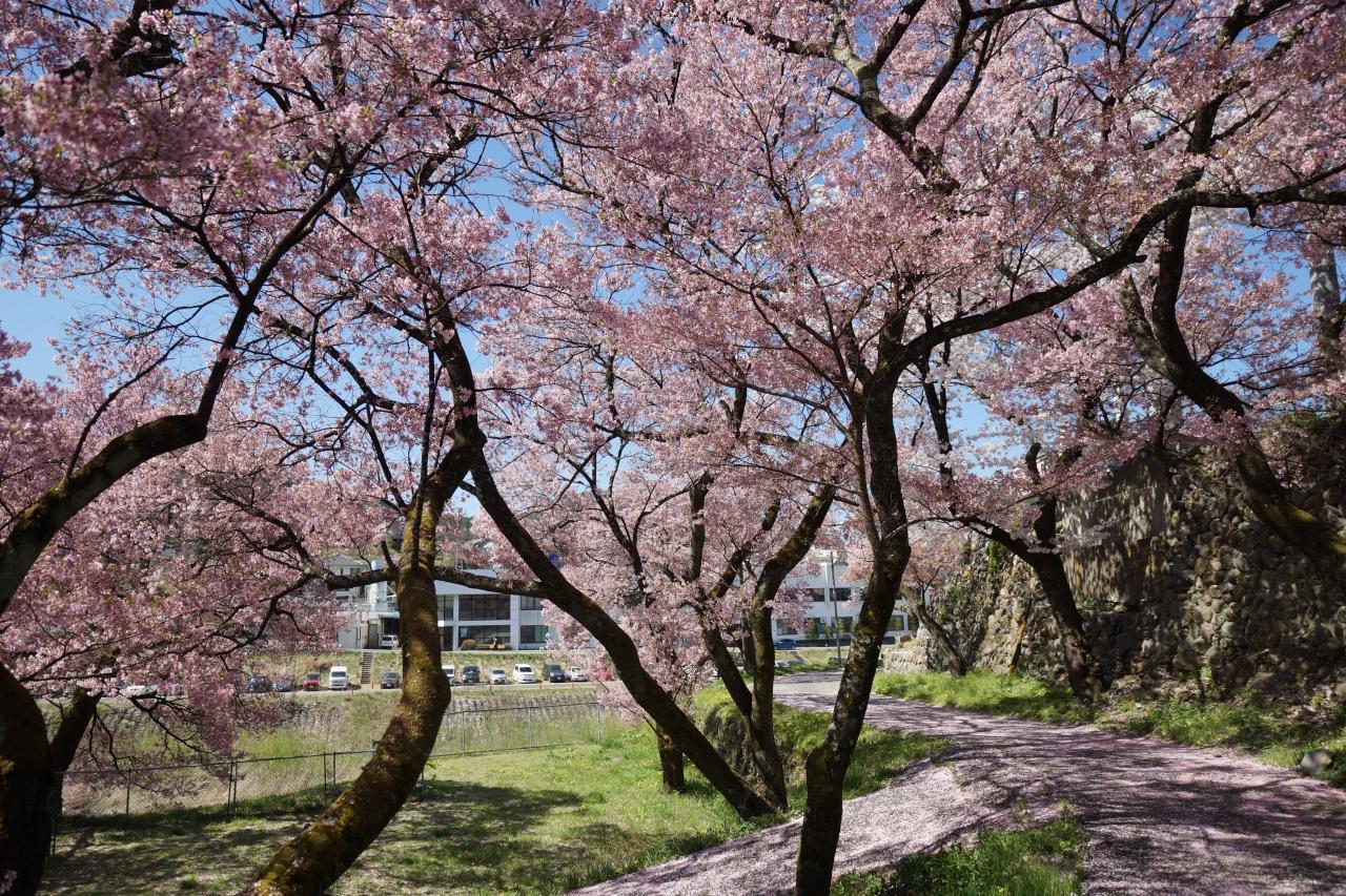 高遠桜と星空17 伊那 長野県 の旅行記 ブログ By Starjetさん フォートラベル