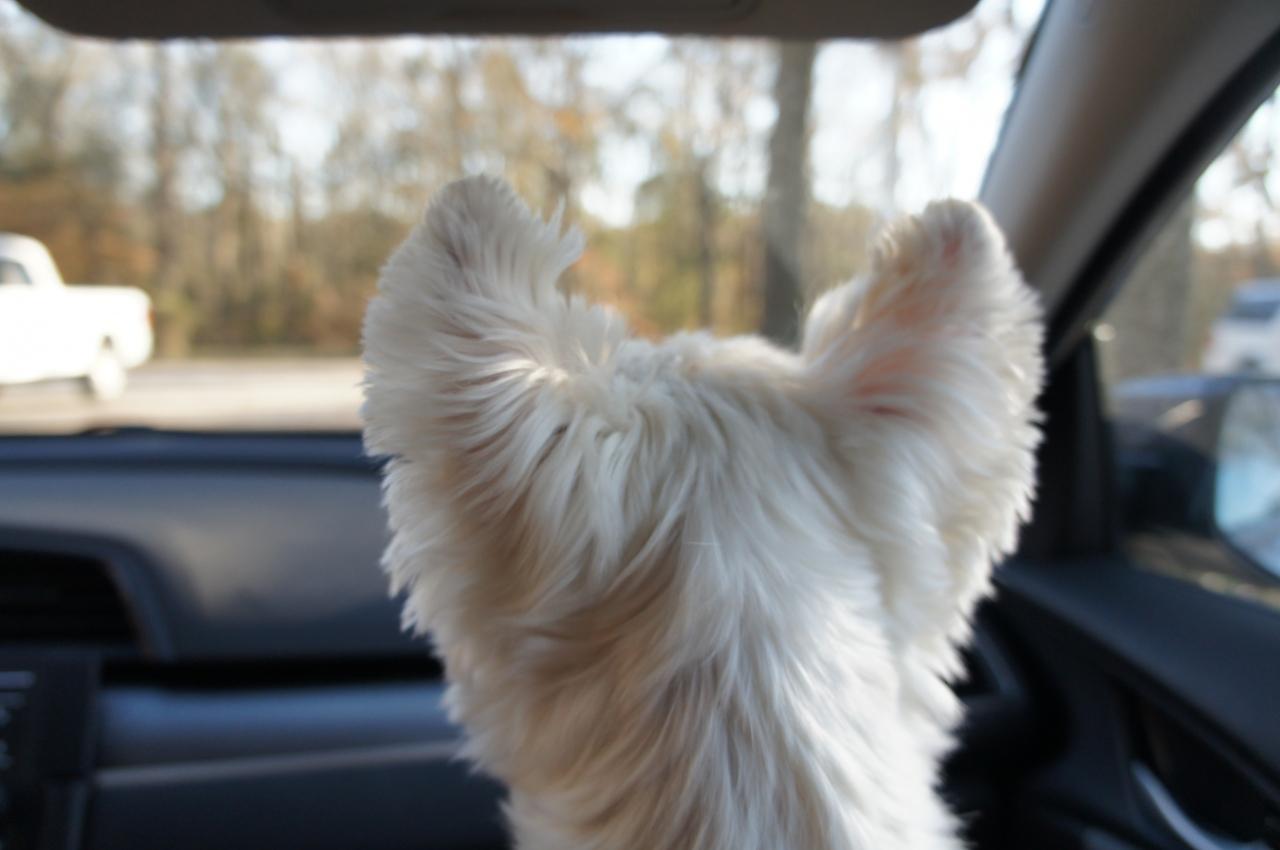 犬と一緒に1 300キロを車で旅して バージニア州でのサンクスギビングに ー その バージニア州 アメリカ の旅行記 ブログ By いしいやすなりさん フォートラベル