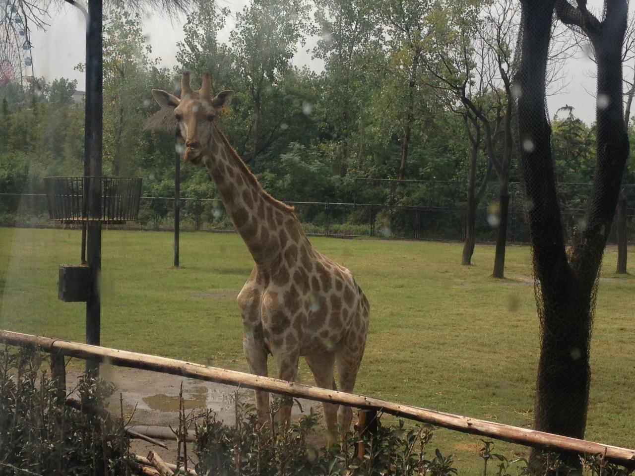 雨上がりですいていた上海野生動物園 上海 中国 の旅行記 ブログ By Mekenekoさん フォートラベル