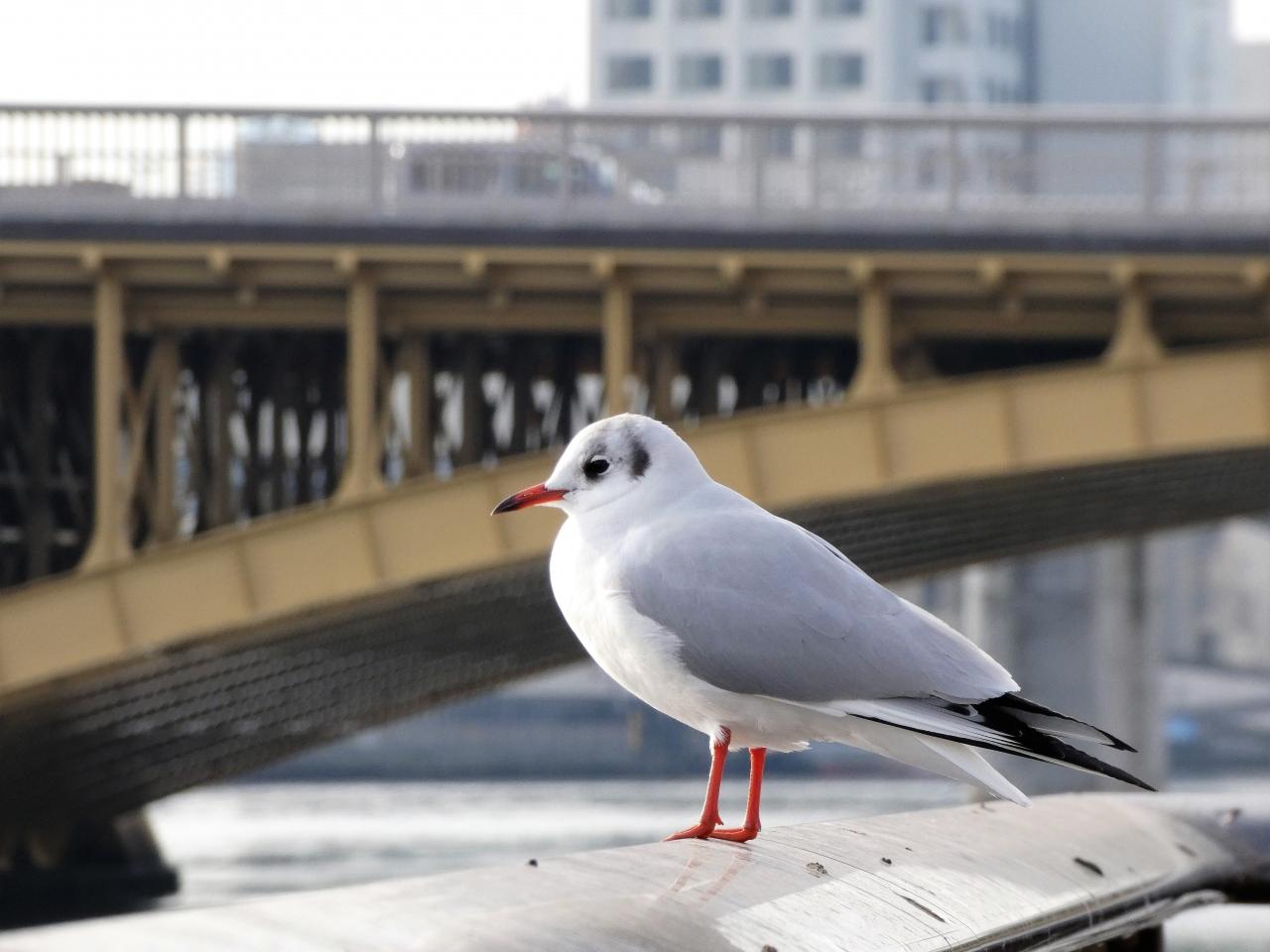 東京ウオーターフロントを歩く カモメ編 月島 勝どき 東京 の旅行記 ブログ By Docanドカンさん フォートラベル