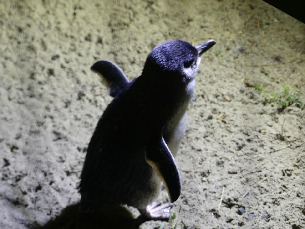 ダニーデンでブルーペンギンを撮影してきた ダニーデン ニュージーランド の旅行記 ブログ By Nzbreezeさん フォートラベル