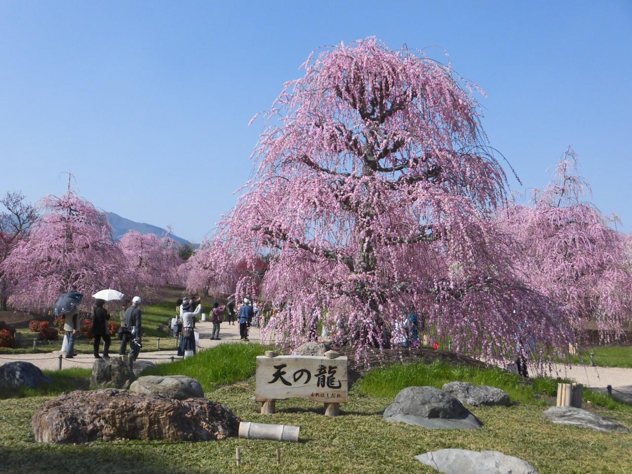 鈴鹿の森庭園のしだれ梅とランチ 鈴鹿 三重県 の旅行記 ブログ By まやさん フォートラベル