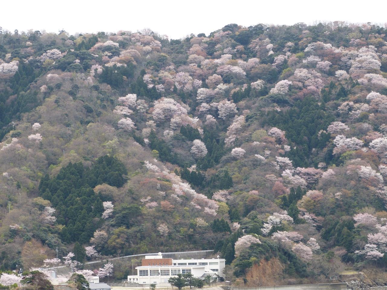 神子の山桜 ２０１８年 美浜 三方五湖周辺 福井県 の旅行記 ブログ By Sirabesuさん フォートラベル