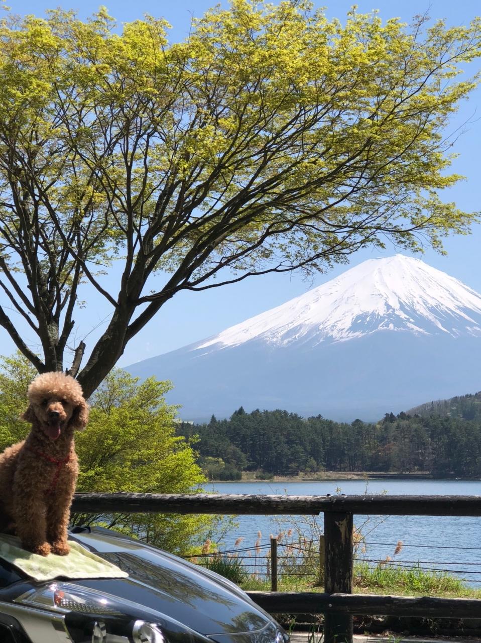 相棒犬ハッチと富士山三昧の旅 富士五湖 山梨県 の旅行記 ブログ By らぶぽんさん フォートラベル
