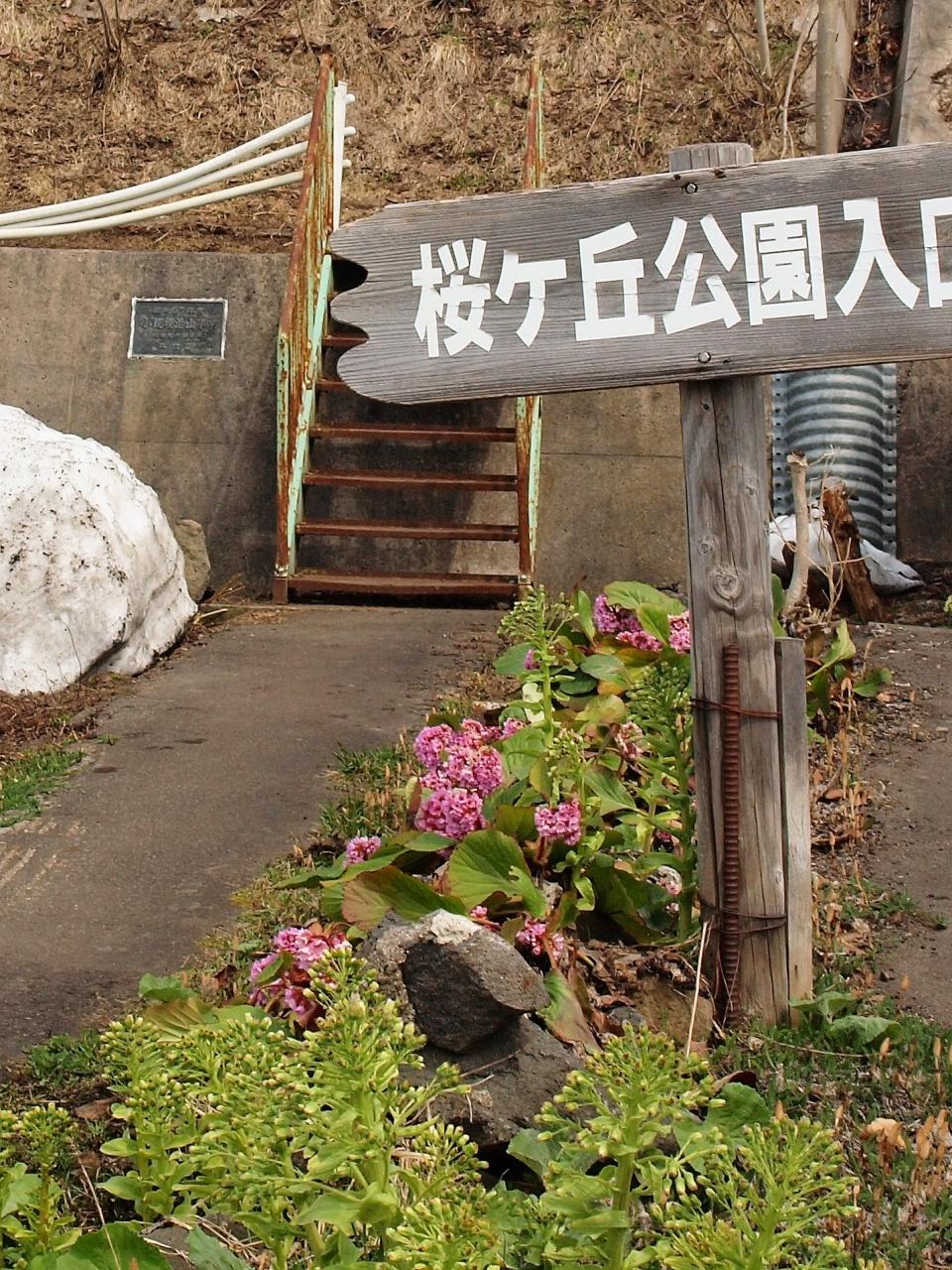 春を告げる妖精たちに出逢う喜び ニセコ 北海道 の旅行記 ブログ By 紅映さん フォートラベル