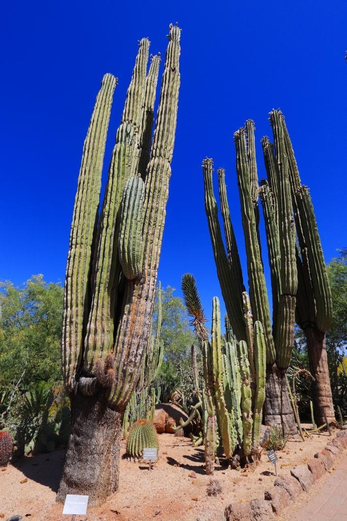 グランドサークル旅行記５ Vol 2 砂漠植物園の生き物たちに驚愕 フェニックス アメリカ の旅行記 ブログ By Tomotusさん フォートラベル