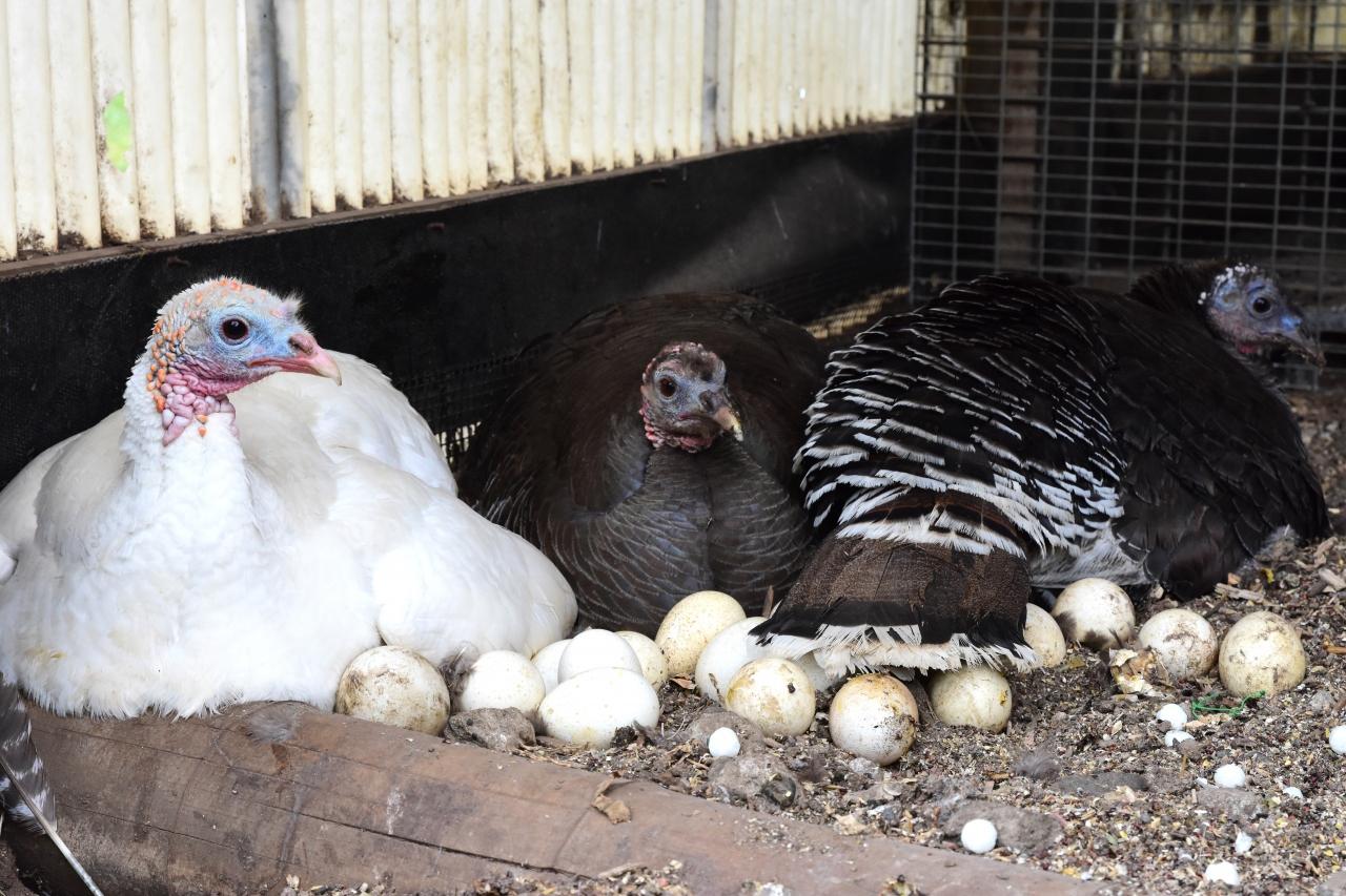 ダチョウ王国でダチョウの卵を食べました 石岡 霞ヶ浦 茨城県 の旅行記 ブログ By ななさん フォートラベル