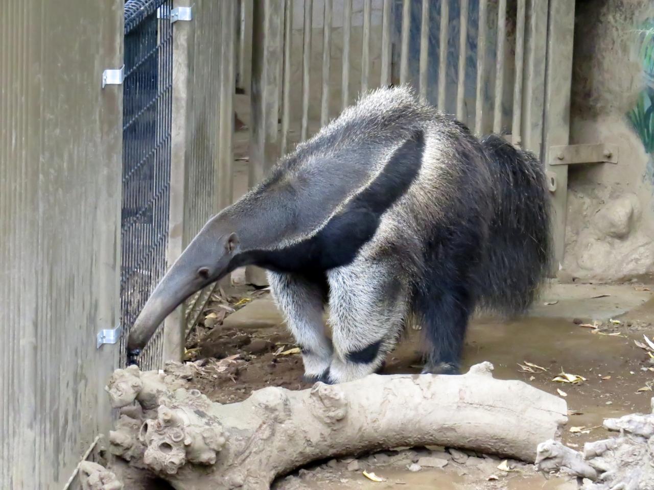 真夏のレッサーパンダ紀行 ２ 江戸川区自然動物園 超アクティブなブナ君に嬉しいビックリ 仕事の合間にちょっとだけ江戸川ズー 葛西 東京 の旅行記 ブログ By Jilllucaさん フォートラベル