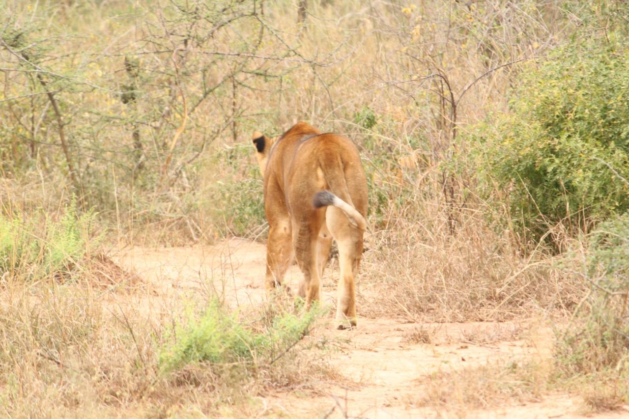 18 カンパラ マーチソンフォールズ国立公園 エンテベ その６ ライオンには会えるのか その他の都市 ウガンダ の旅行記 ブログ By Y2k2さん フォートラベル