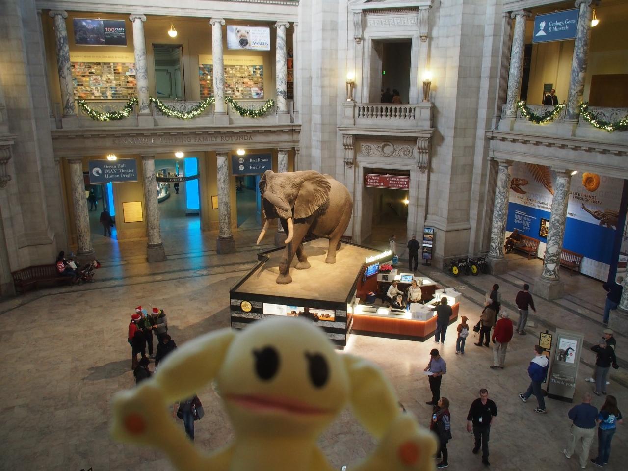 エノラゲイ見てスミソニアン巡って序にnew York 8 国立自然史博物館 ワシントンｄ ｃ アメリカ の旅行記 ブログ By ゆーあびるさん フォートラベル