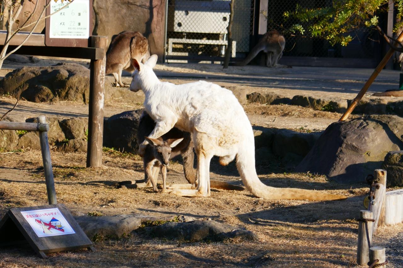 金沢動物園で癒されました 八景島 神奈川県 の旅行記 ブログ By きゃめるさん フォートラベル