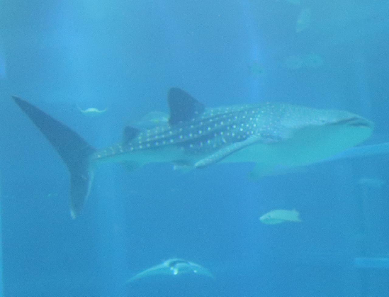 大阪-9 海遊館b ジンベエザメ 魚類で最大の種 ☆悠然と泳ぐ二頭を追跡 