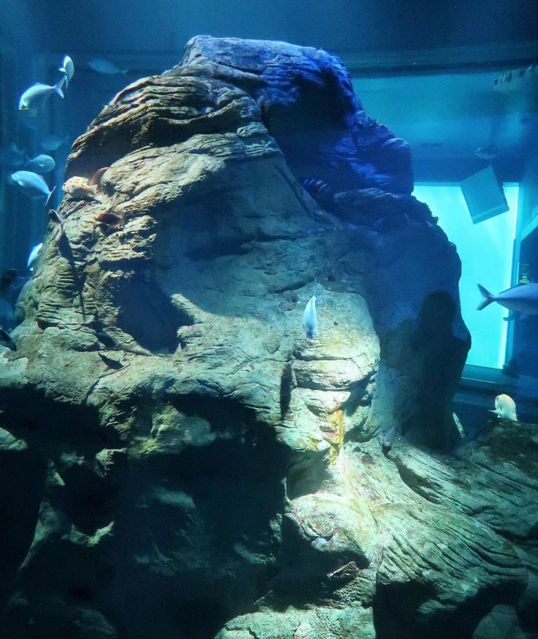 大阪17 海遊館j タカアシガニ 日本海溝 神秘の深海生物 ダイオウグソクムシに大接近 大阪ベイエリア 大阪 の旅行記 ブログ By マキタン２さん フォートラベル