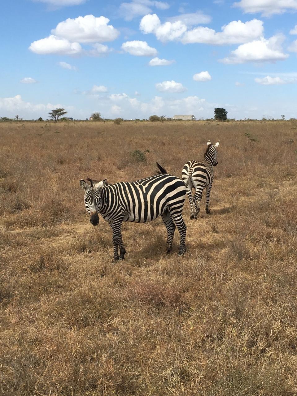 マサイマラとナイロビ国立公園 マサイマラ国立保護区周辺 ケニア の旅行記 ブログ By Yokotabiさん フォートラベル