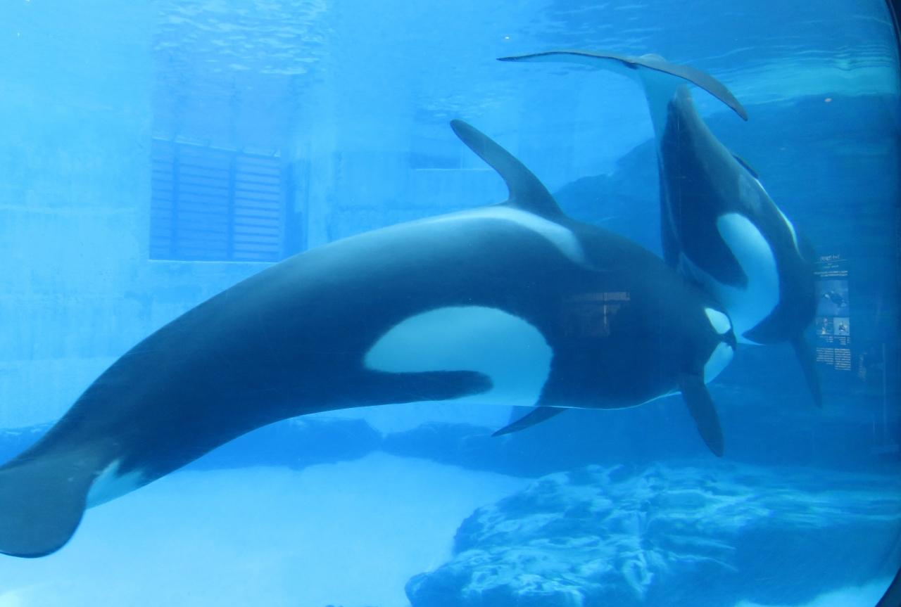 19早春 名古屋港水族館 1 5 2月7日 1 シャチの仲良し親子 バンドウイルカ カマイルカ 名古屋港 愛知県 の旅行記 ブログ By 旅人のくまさんさん フォートラベル