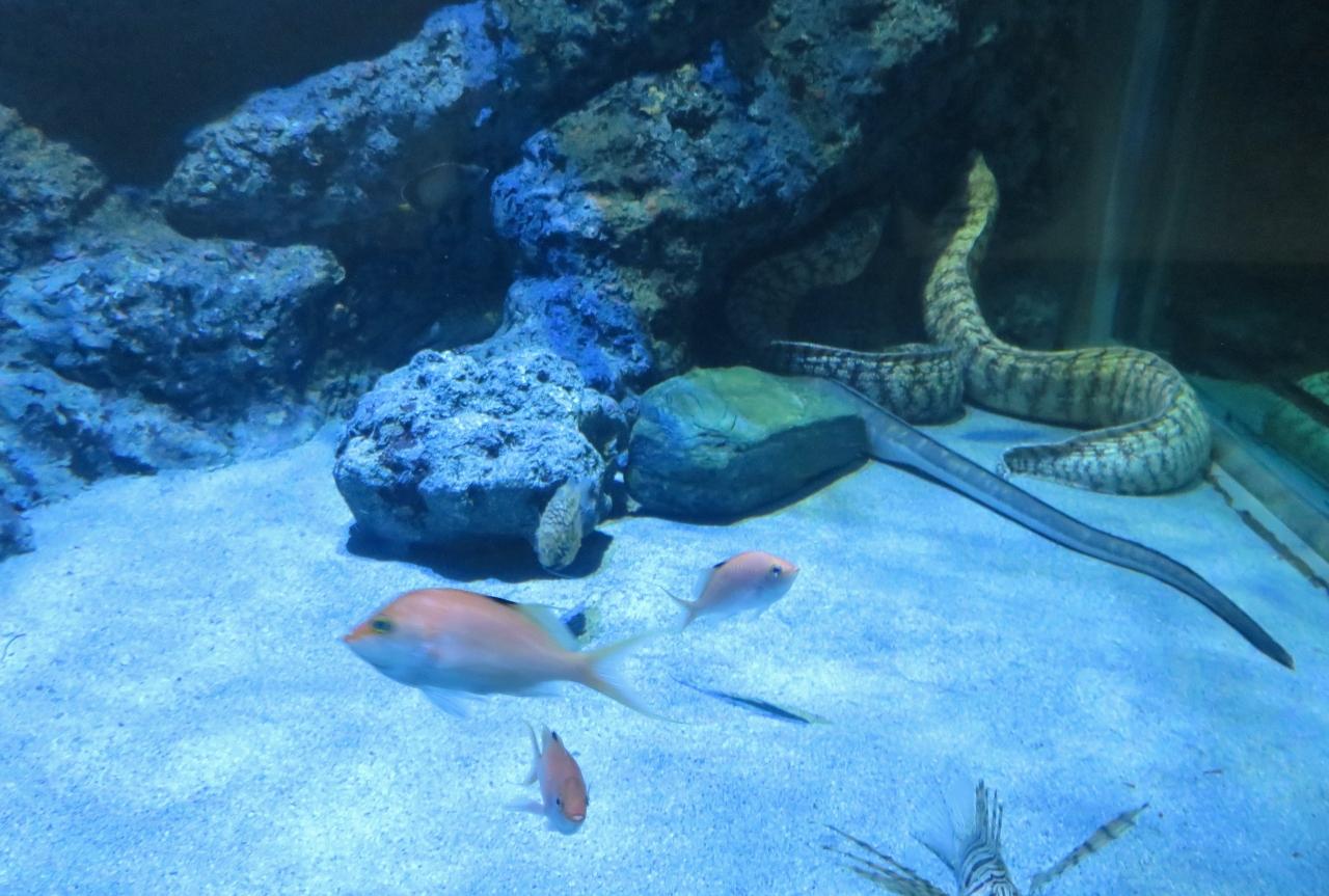 19早春 名古屋港水族館 3 5 2月7日 3 深海の魚 初期の潜水具 バーチャル映像の魚 頭上を泳ぎ去る魚 名古屋港 愛知県 の旅行記 ブログ By 旅人のくまさんさん フォートラベル