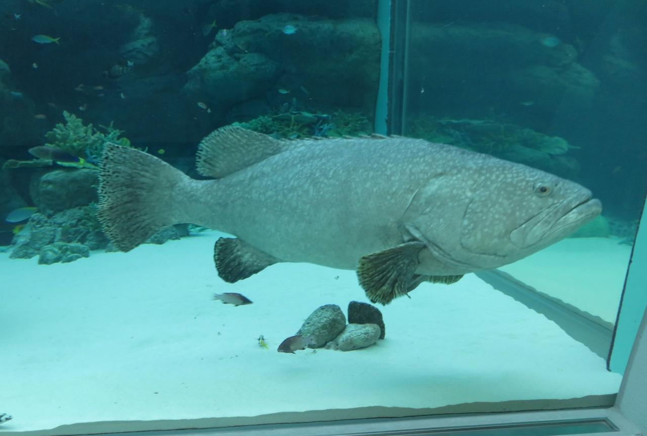 19早春 名古屋港水族館 3 5 2月7日 3 深海の魚 初期の潜水具 バーチャル映像の魚 頭上を泳ぎ去る魚 名古屋港 愛知県 の旅行記 ブログ By 旅人のくまさんさん フォートラベル