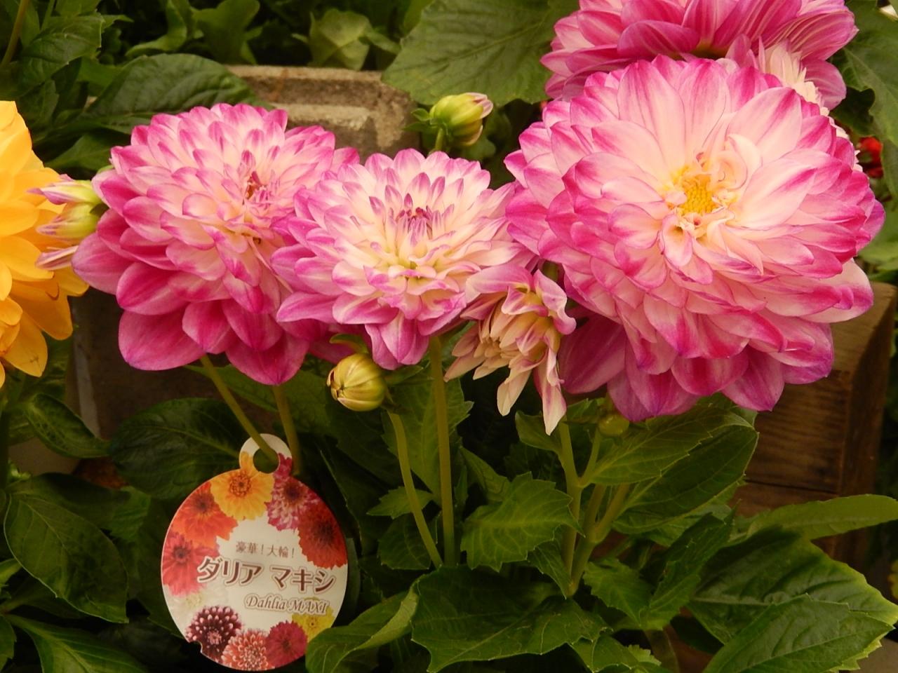 ガーデンセンターで見られた春の花 26 埼玉県の旅行記 ブログ By Tsunetaさん フォートラベル