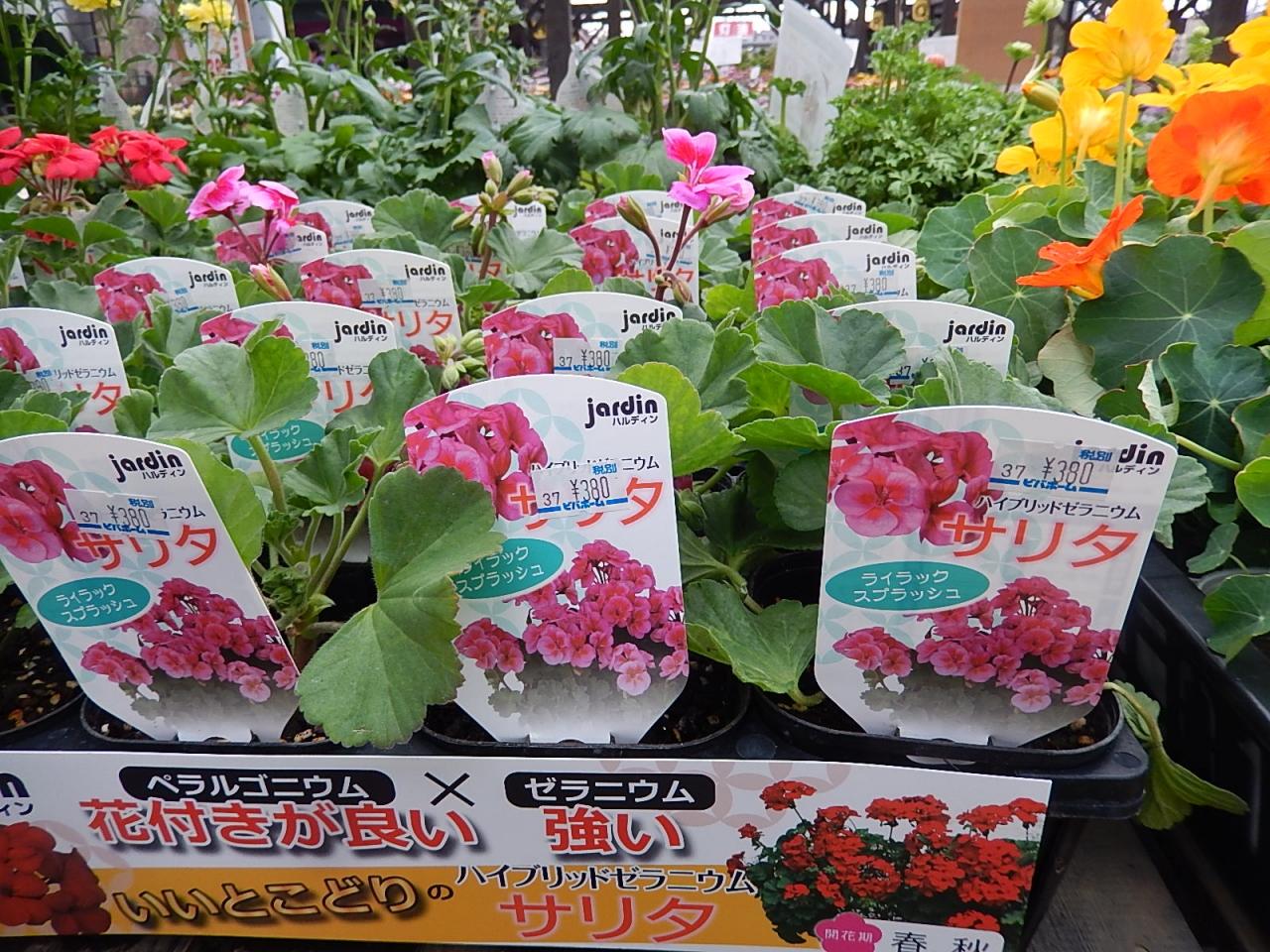 ガーデンセンターで見られた春の花 28 埼玉県の旅行記 ブログ By Tsunetaさん フォートラベル