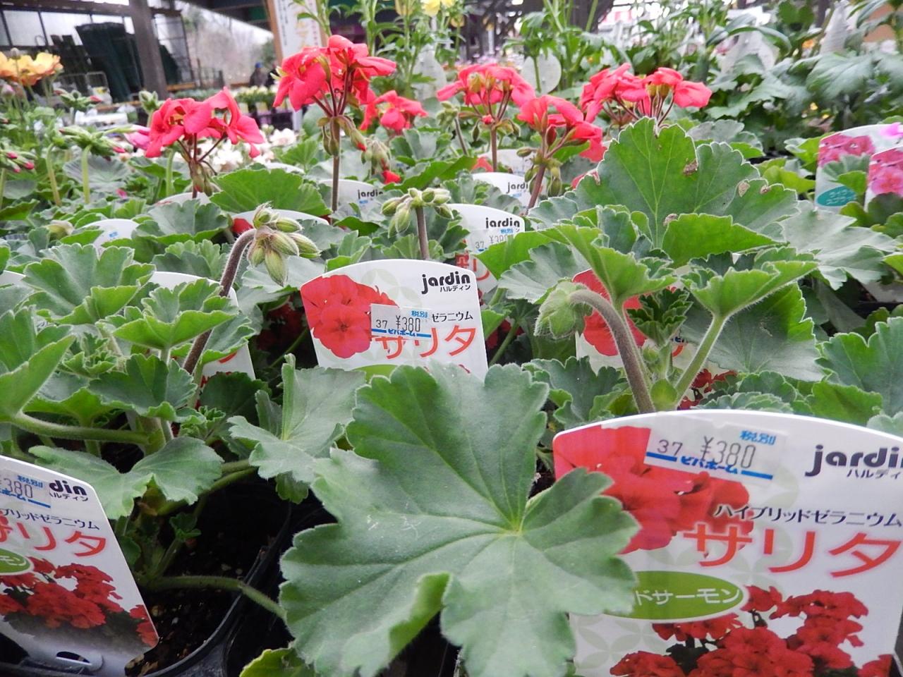ガーデンセンターで見られた春の花 28 埼玉県の旅行記 ブログ By Tsunetaさん フォートラベル