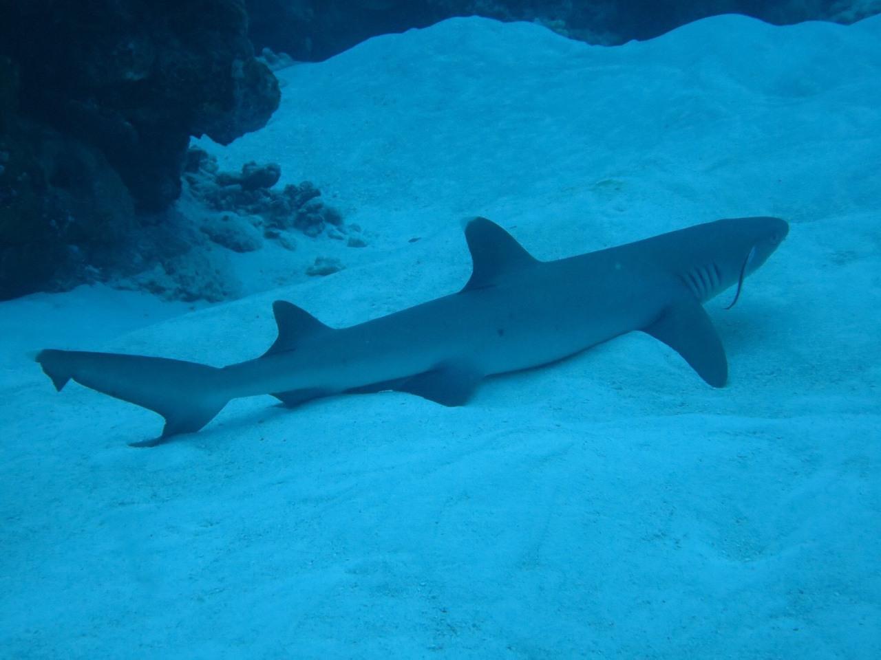 2度目のパラオ 2日目はカメ カメ サメ さすがダイビングの聖地 パラオ パラオ の旅行記 ブログ By エステ大好きさん フォートラベル