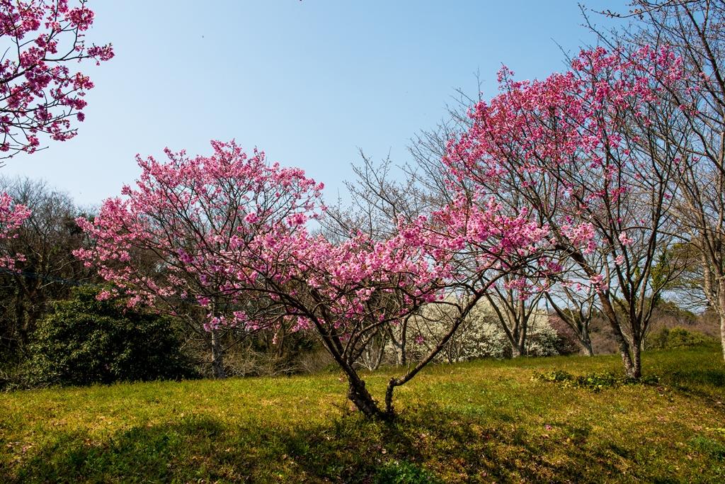 桜づつみ公園の陽光 2019 宇佐 豊後高田 大分県 の旅行記 ブログ By 気まぐれなデジカメ館さん フォートラベル