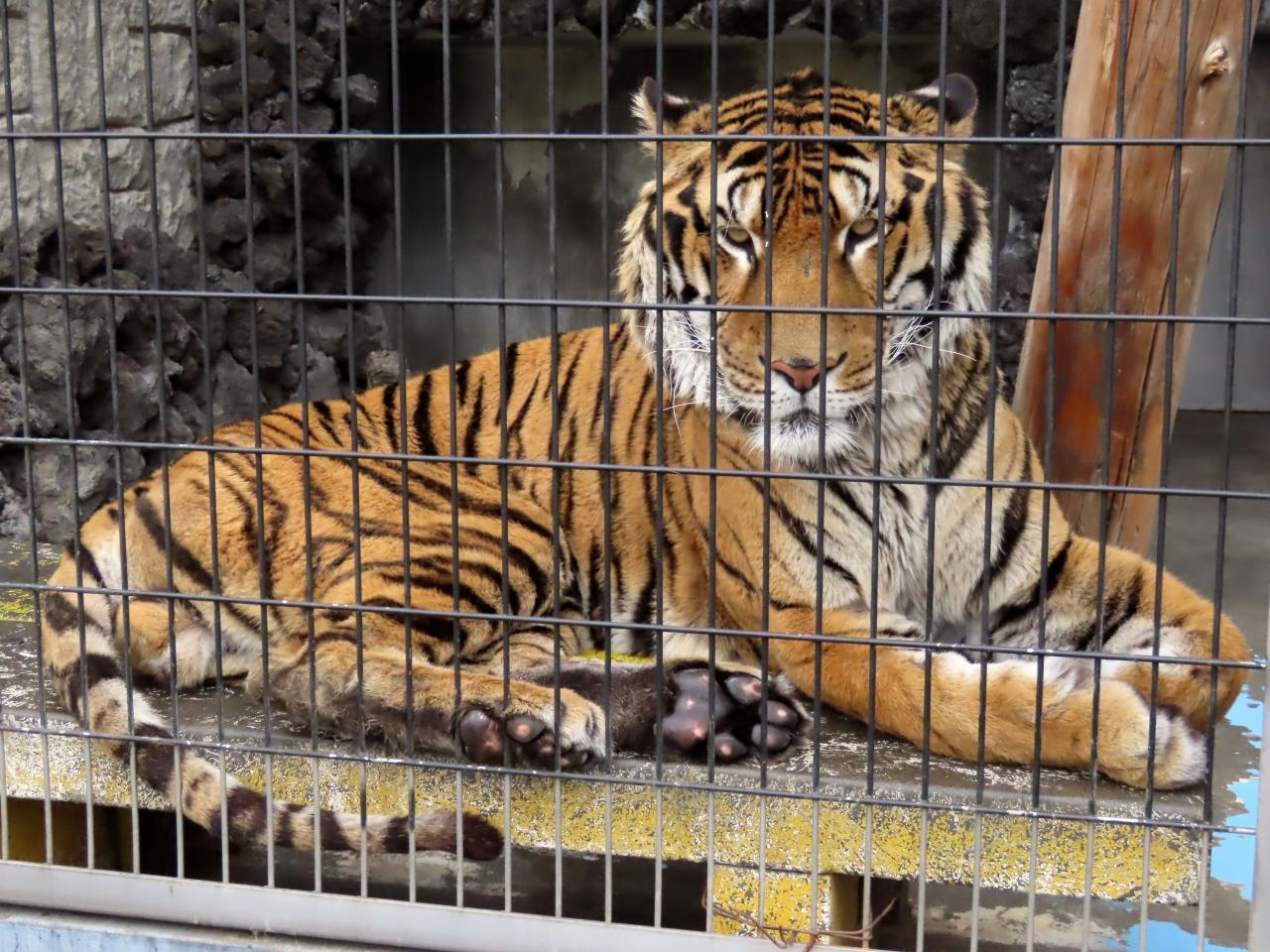 甲府市遊亀公園附属動物園 遊亀の魅力上昇中 肩肘張らない感じがとても嬉しいクゥちゃんとホクト君の同居 甲府 山梨県 の旅行記 ブログ By Jilllucaさん フォートラベル