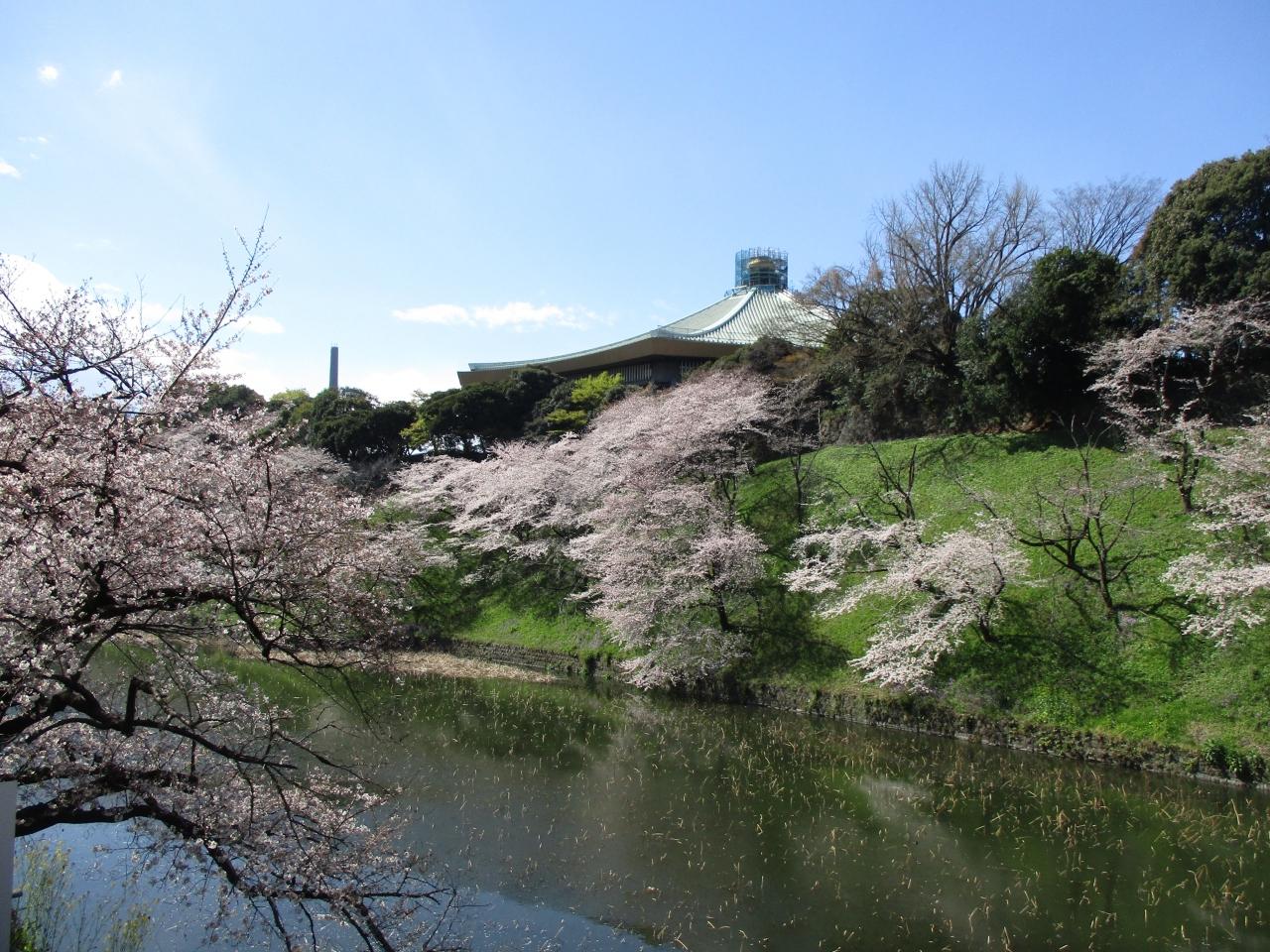 19年4月 満開の桜 千鳥ヶ淵 東京の旅行記 ブログ By たぁ坊さん フォートラベル