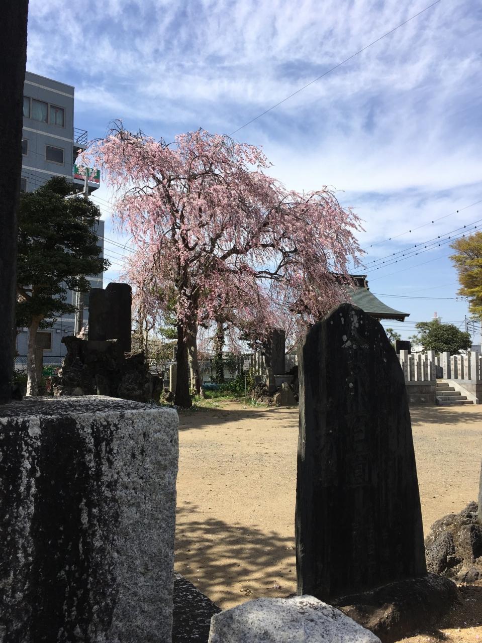 桜を見つつ成田山へ 成田 千葉県 の旅行記 ブログ By Yankontanさん フォートラベル