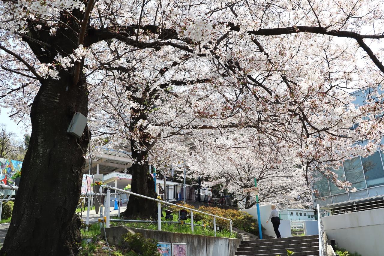 よみうりランド ゴンドラで空中桜散歩 国立 府中 稲城 東京 の旅行記 ブログ By Oakatさん フォートラベル
