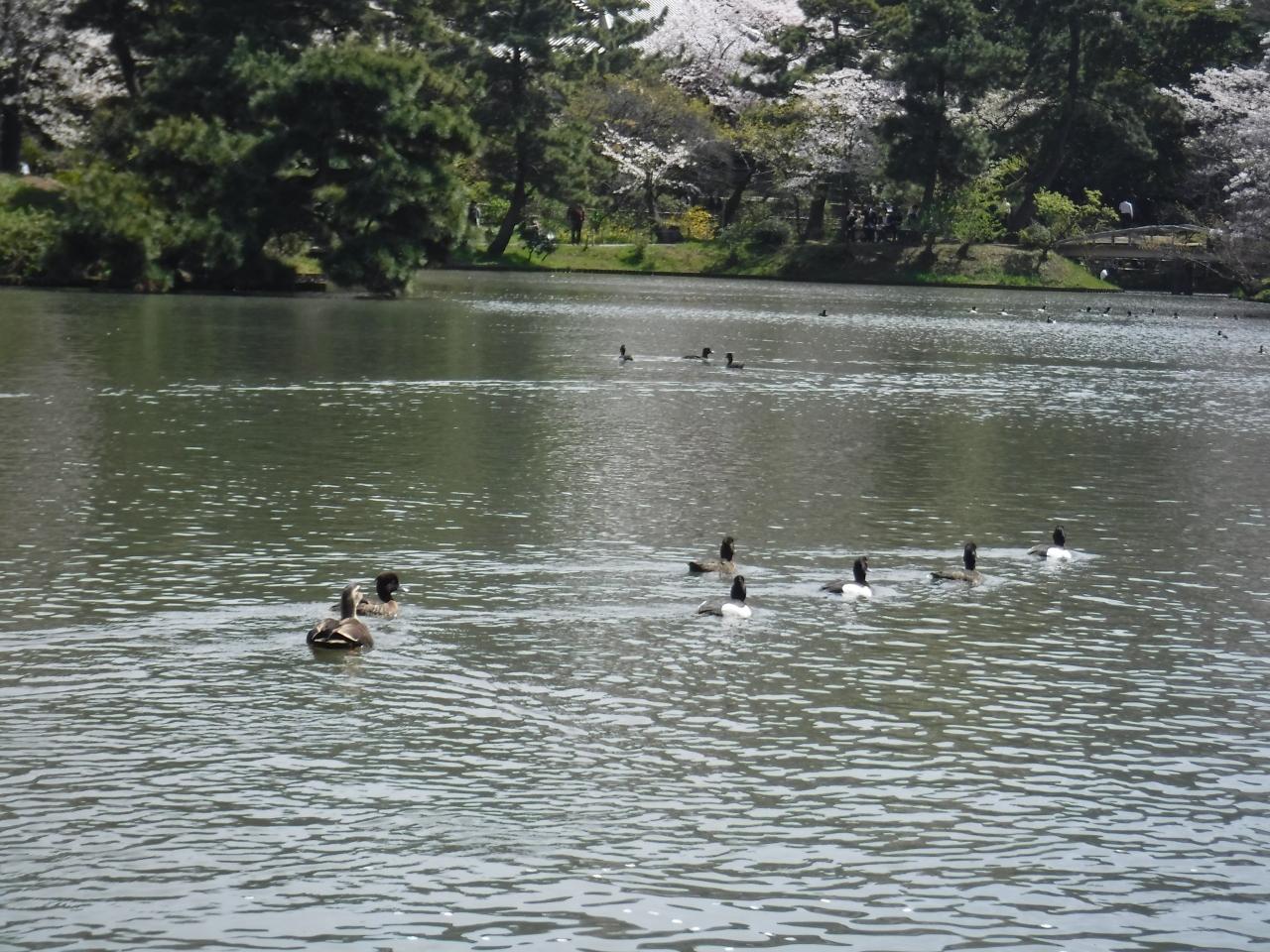 星桜を見たい 三溪園に行ってみた 本牧 根岸 磯子 神奈川県 の旅行記 ブログ By まるさんじゃぱんさん フォートラベル