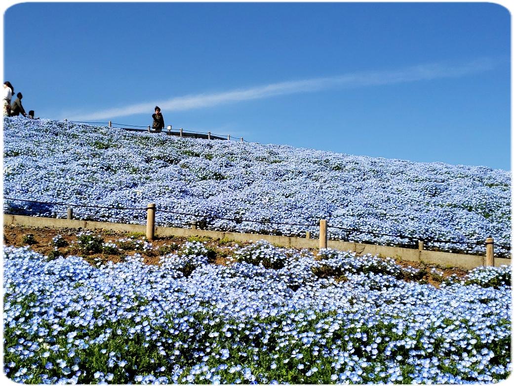 450万本 インシグニスブルーの絶景 ネモフィラ 国営ひたち海浜公園 おまけのゴルフ ひたちなか 茨城県 の旅行記 ブログ By Ikuikuさん フォートラベル