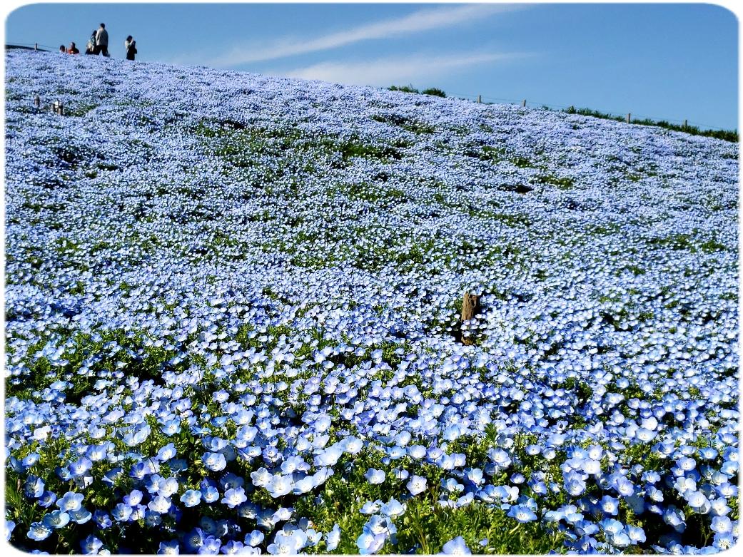 450万本 インシグニスブルーの絶景 ネモフィラ 国営ひたち海浜公園 おまけのゴルフ ひたちなか 茨城県 の旅行記 ブログ By Ikuikuさん フォートラベル