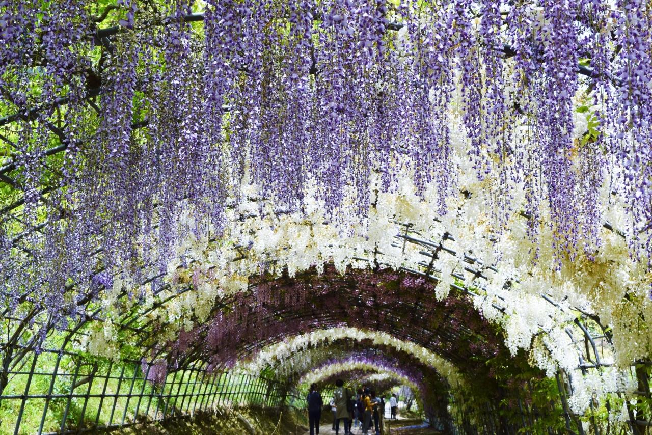 インスタ映えの花園 河内藤園 戸畑 八幡 黒崎 福岡県 の旅行記 ブログ By Sakoさん フォートラベル