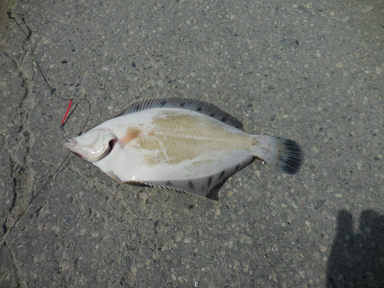 天塩港でカレイ釣り 天塩 遠別 幌延 北海道 の旅行記 ブログ By マプトさん フォートラベル