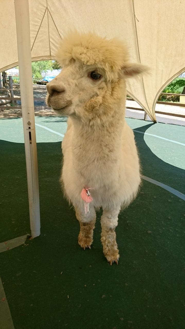 日帰りでアルパカと甘い物 八ヶ岳と甲府うろうろ 長野県の旅行記 ブログ By 柴犬さん フォートラベル