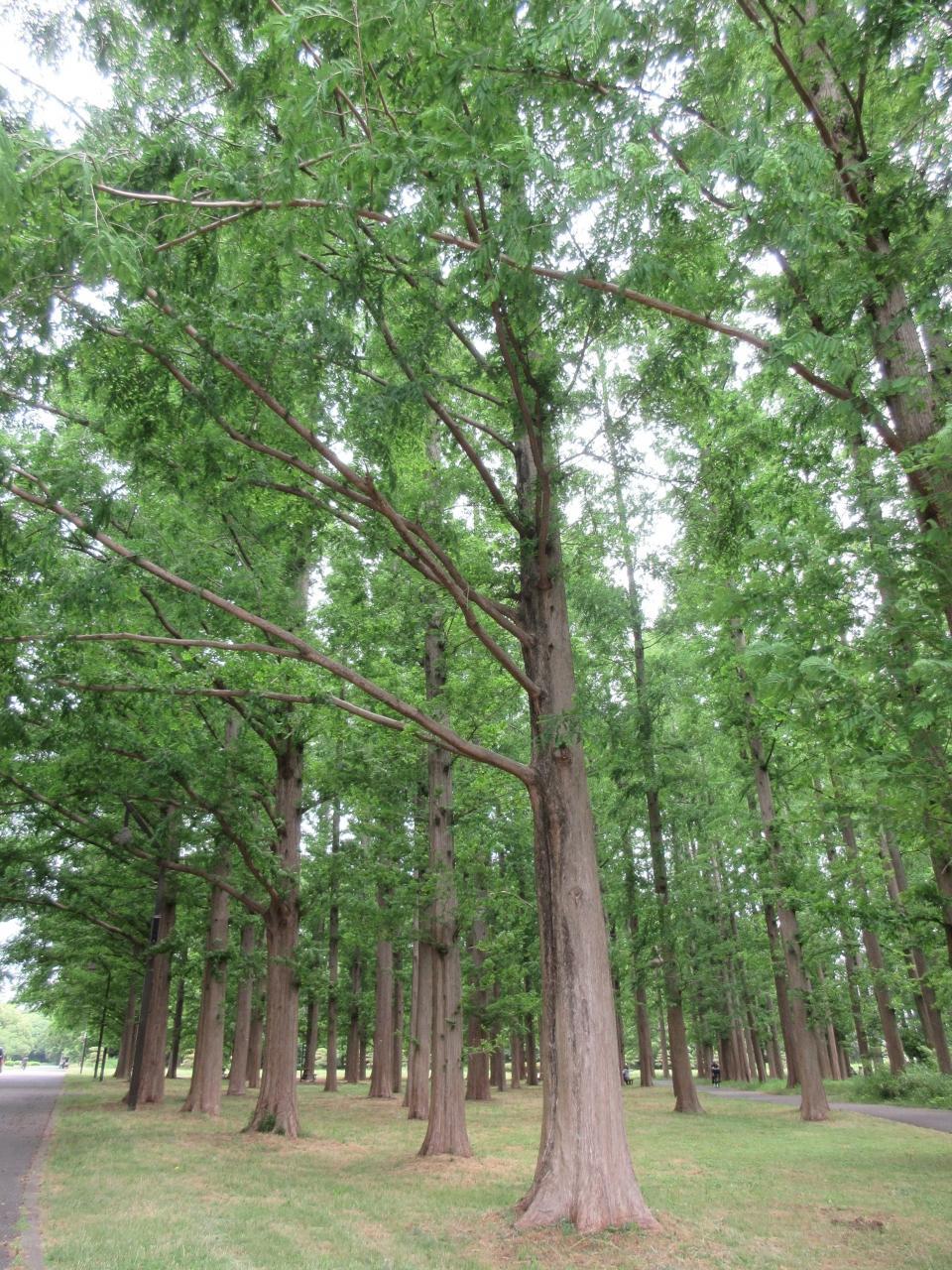 駐 車場 水 元 公園 水元公園