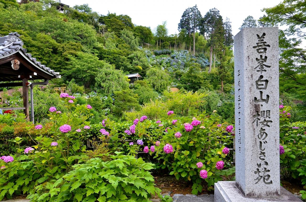 問柳尋花 京都西山 善峯寺 Part2 白山 桜 あじさい苑 京都の旅行記 ブログ By Montsaintmichelさん フォートラベル