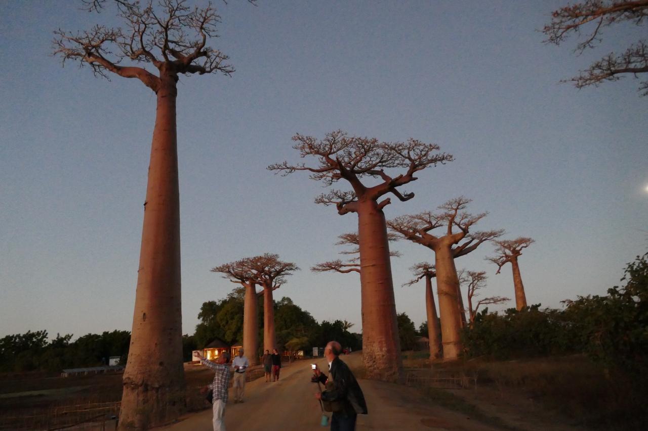 マダガスカルのハイライト バオバブの木 モロンダバ マダガスカル の旅行記 ブログ By Unotvxqさん フォートラベル