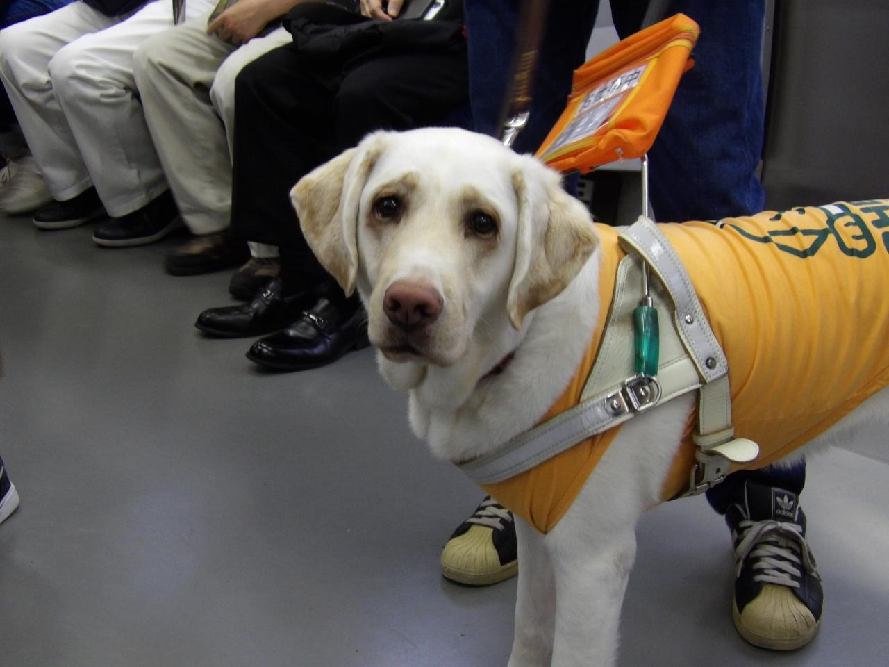 盲導犬 横浜 神奈川県 の旅行記 ブログ By ドクターキムルさん フォートラベル